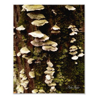 Foto Estantes verdes