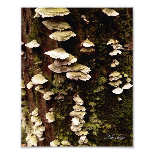 Foto Estantes verdes (Frente)