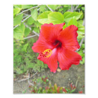Estigamiento rojo hibiscus amarillo