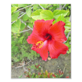 Foto Estigamiento rojo hibiscus amarillo