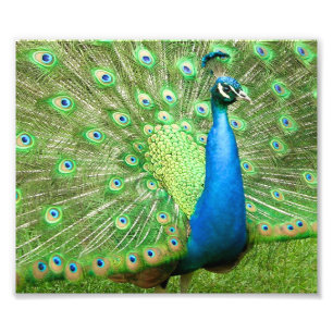 Foto Estrangulación de pavos reales
