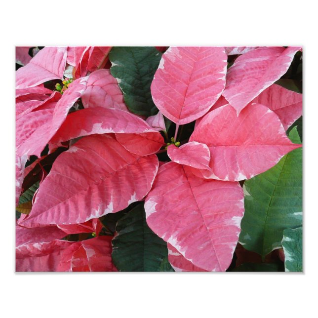 Foto Estrella plateada de mármol Poinsettias Flor de va (Frente)