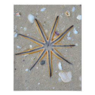 Foto Estrellas de mar