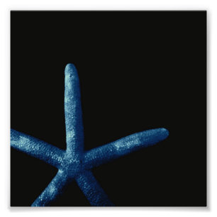 Foto Estrellas de mar azules