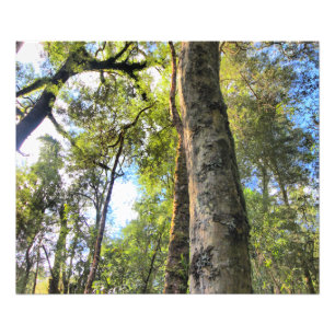 Foto Eucaliptus Gum Trees de la selva tropical australi