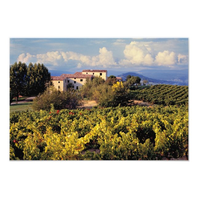 Foto Europa, Francia, Bonnieux. Los viñedos cubren la (Frente)