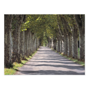 Foto Europa, Francia, Cereste. Los árboles bordean esta