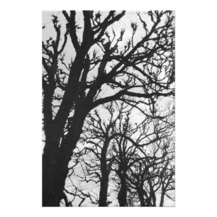 Foto Europa, Francia, París. Árboles de invierno, Mar