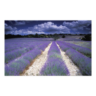 Foto Europa, Francia, Provenza. Campos de lavanda