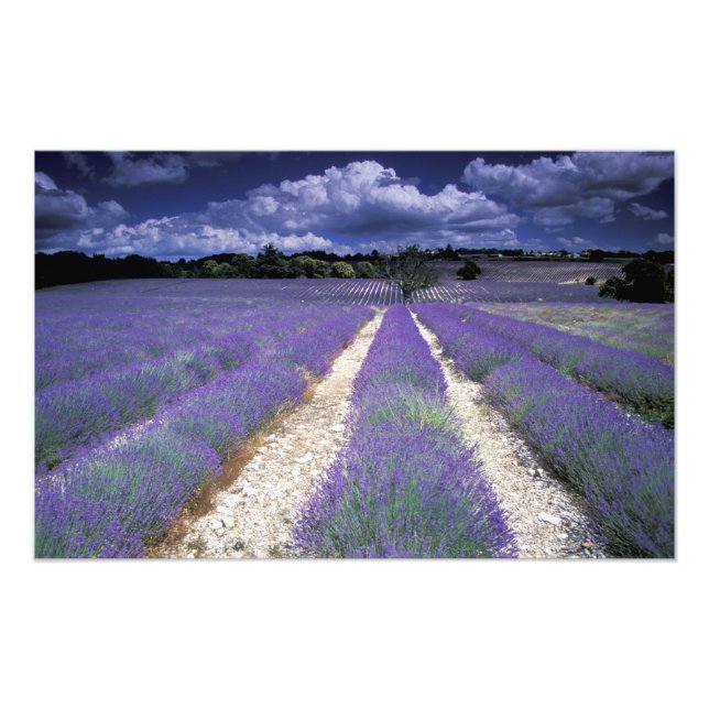 Foto Europa, Francia, Provenza. Campos de lavanda (Frente)