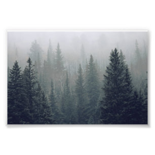 Foto Evergreens oscuros en la niebla