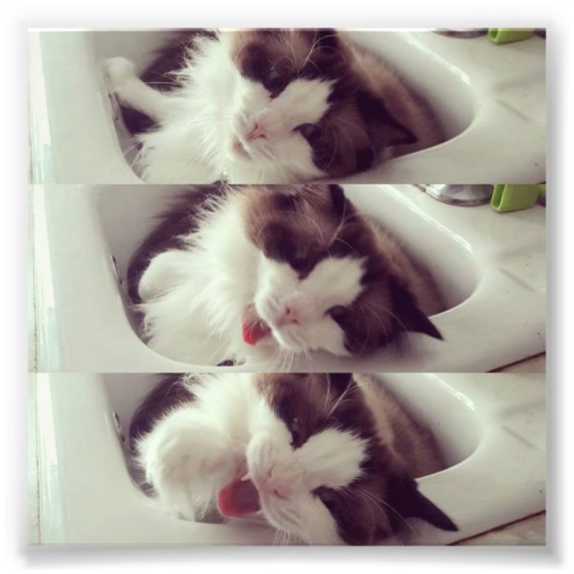 Foto Evolución de un amanecer de gato (Frente)
