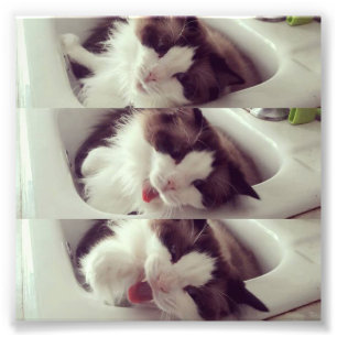 Foto Evolución de un bostezo del gato