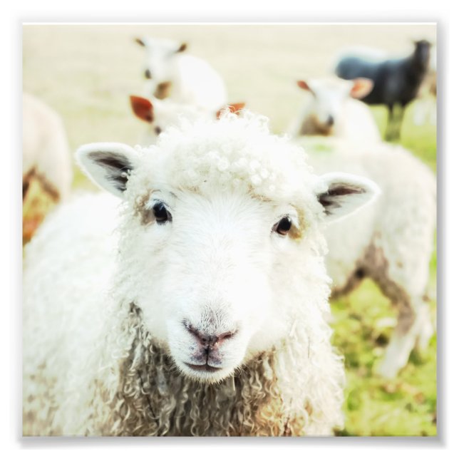 Foto Ewe Cutie Sheep Lamb Country Farm Animal Square (Frente)