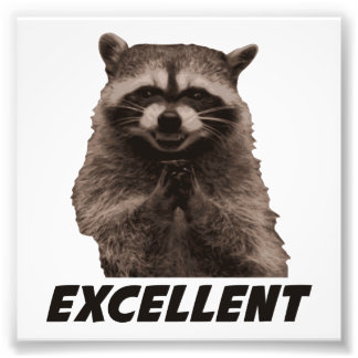 Foto Excelente Raccoon