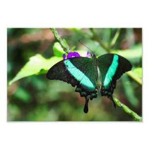 Foto Exotic Emerald Swallowtail