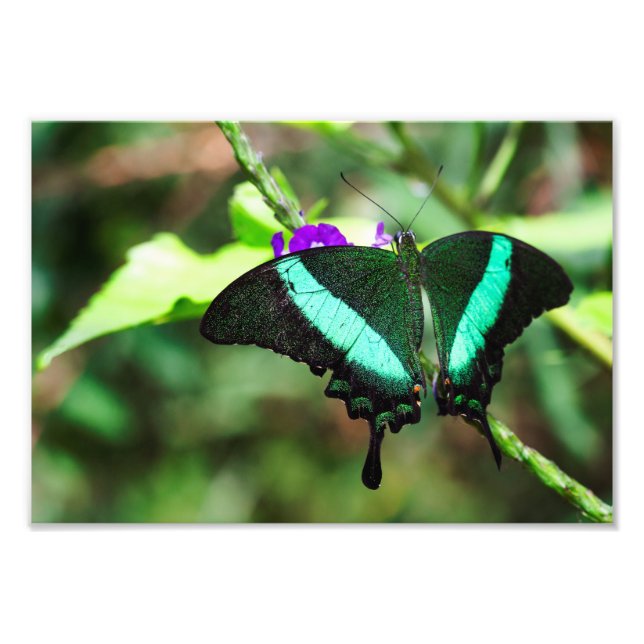 Foto Exotic Emerald Swallowtail (Frente)