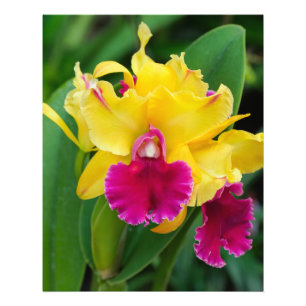 Foto Exotic orchid in yellow and hot pink colors
