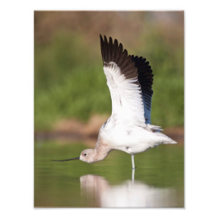 Foto Extensión de aguacate estadounidense