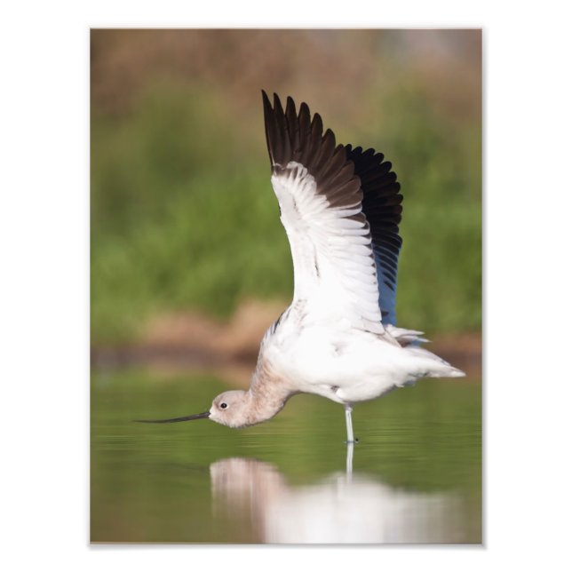 Foto Extensión de aguacate estadounidense (Frente)