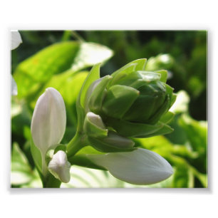 Foto Fabulosa Hosta