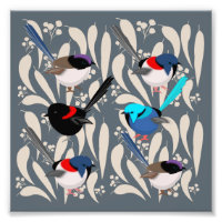 Fairy Wrens