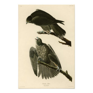 Foto Falcón de Labrador de Aves de América de Audubon