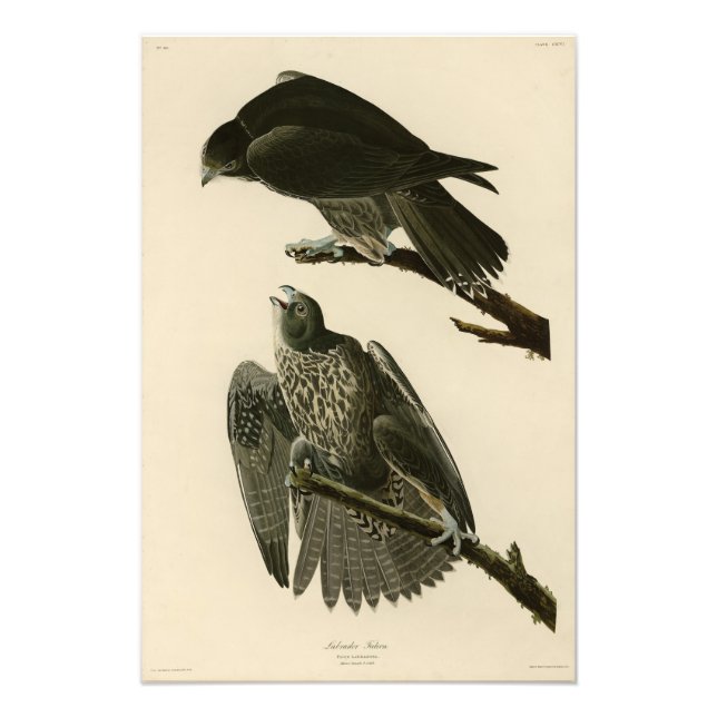 Foto Falcón de Labrador de Aves de América de Audubon (Frente)