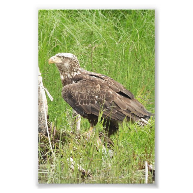 Foto Falcón fotográfico 4x6 (Frente)