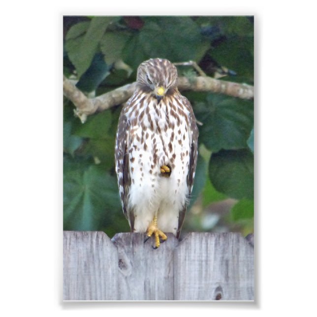 Foto Falcón fotográfico 6x4 (Frente)