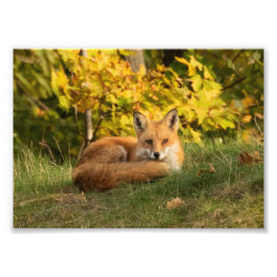 Foto Fall Fox