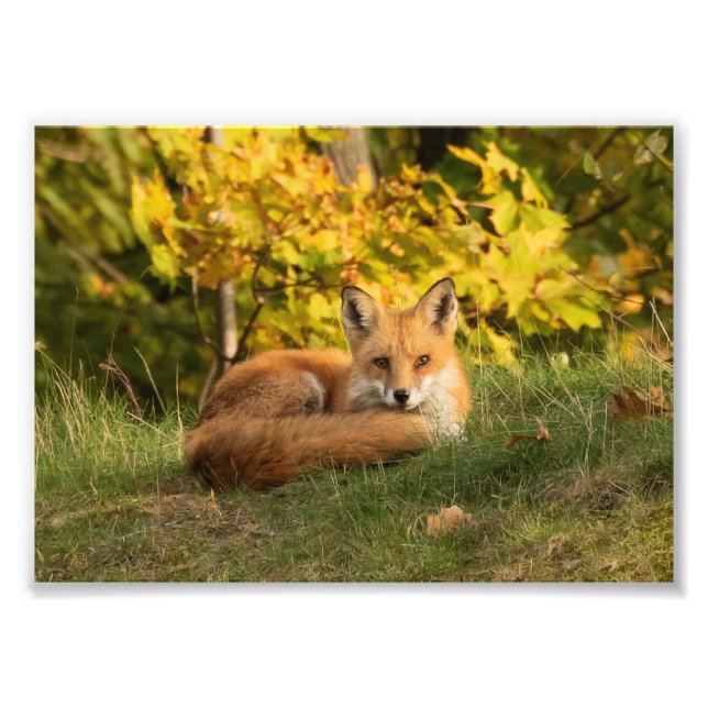 Foto Fall Fox (Frente)