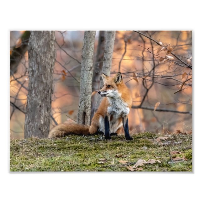 Foto Fall Fox (Frente)