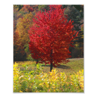Foto Fall Pictures | Imágenes de otoño