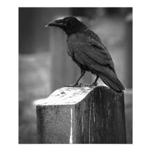Foto Falln Encontró Una Pluma