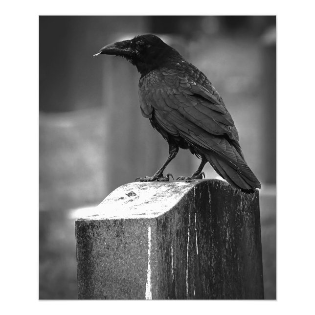 Foto Falln Encontró Una Pluma (Frente)