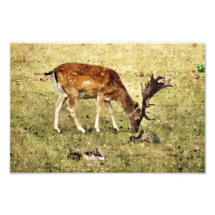 FOTO FALLOW DEER