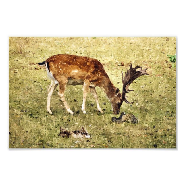 FOTO FALLOW DEER (Frente)