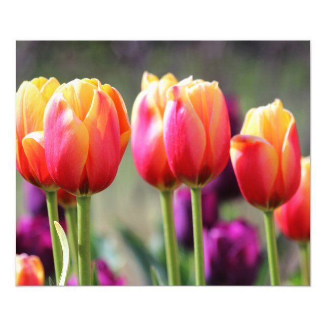 Foto Faln Tulips Aflame (Frente)