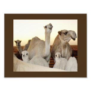 Foto Familia Camel