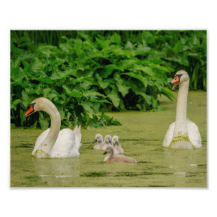 Foto Familia de cisnes 10x8
