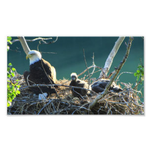 Foto Familia del BEF Eagle calvo