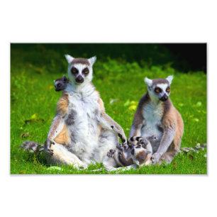 Foto Familia Lemurs