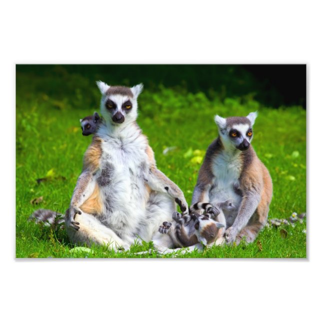 Foto Familia Lemurs (Frente)