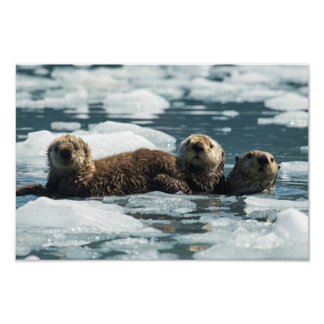 Foto Familia Sea Otter (Frente)