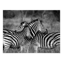 Foto Familia Zebra