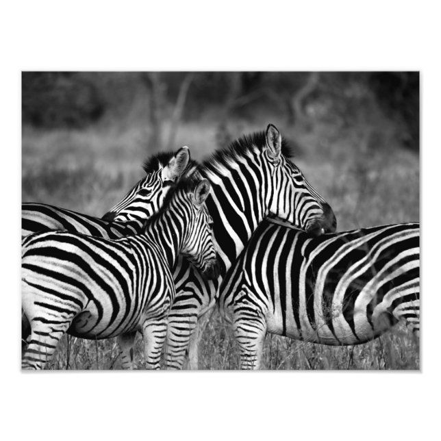 Foto Familia Zebra (Frente)