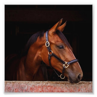 Foto Farm Foal & Horse Pictures de StarGazer