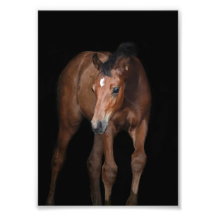 Foto Farm Foal & Horse Pictures de StarGazer