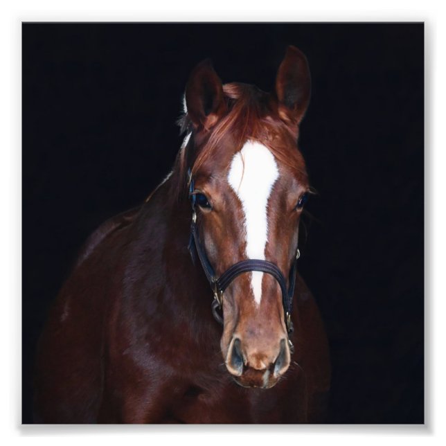 Foto Farm Foal & Horse Pictures de StarGazer (Frente)